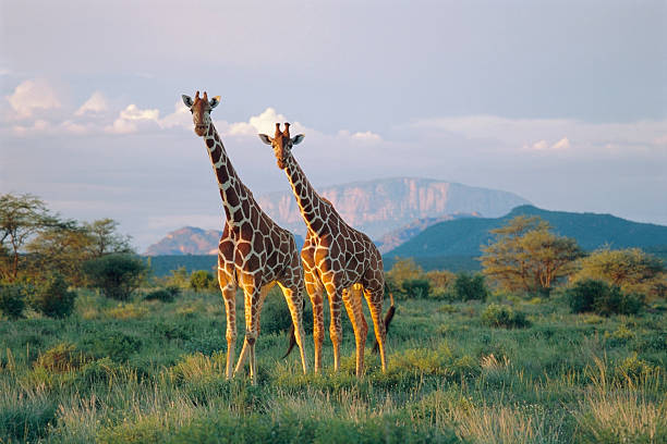 Diani Safari