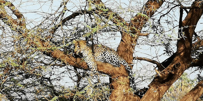Kilifi Safari