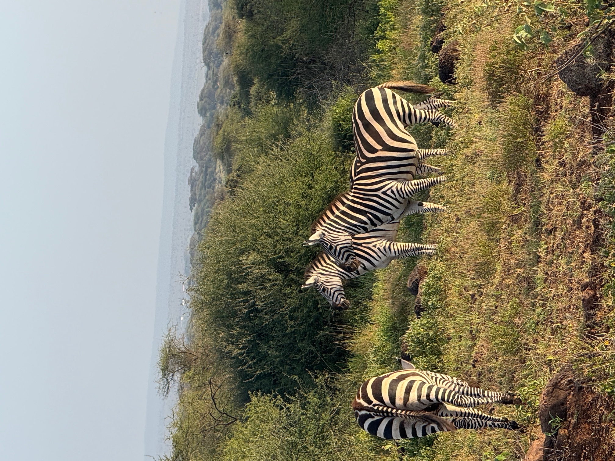 Malindi Safari