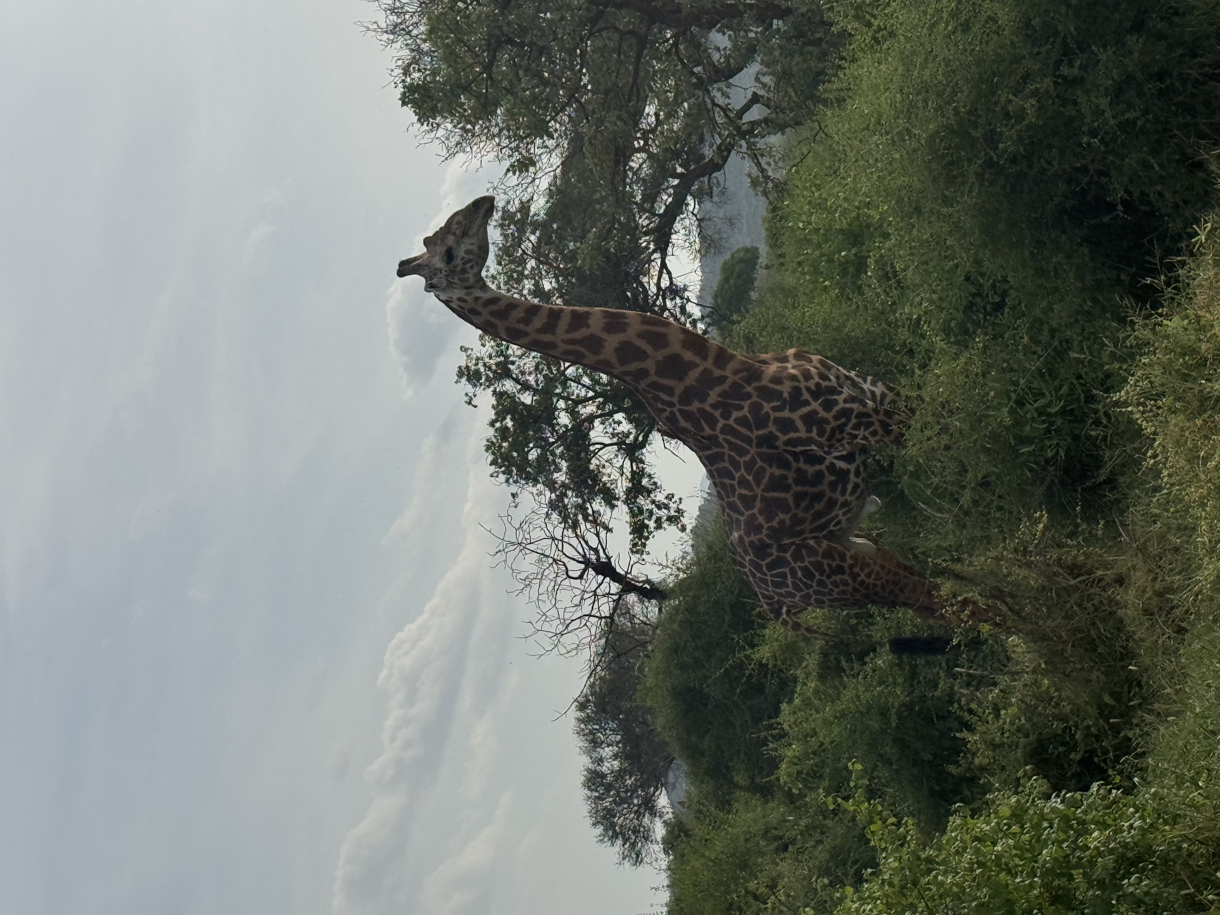 Malindi Safari