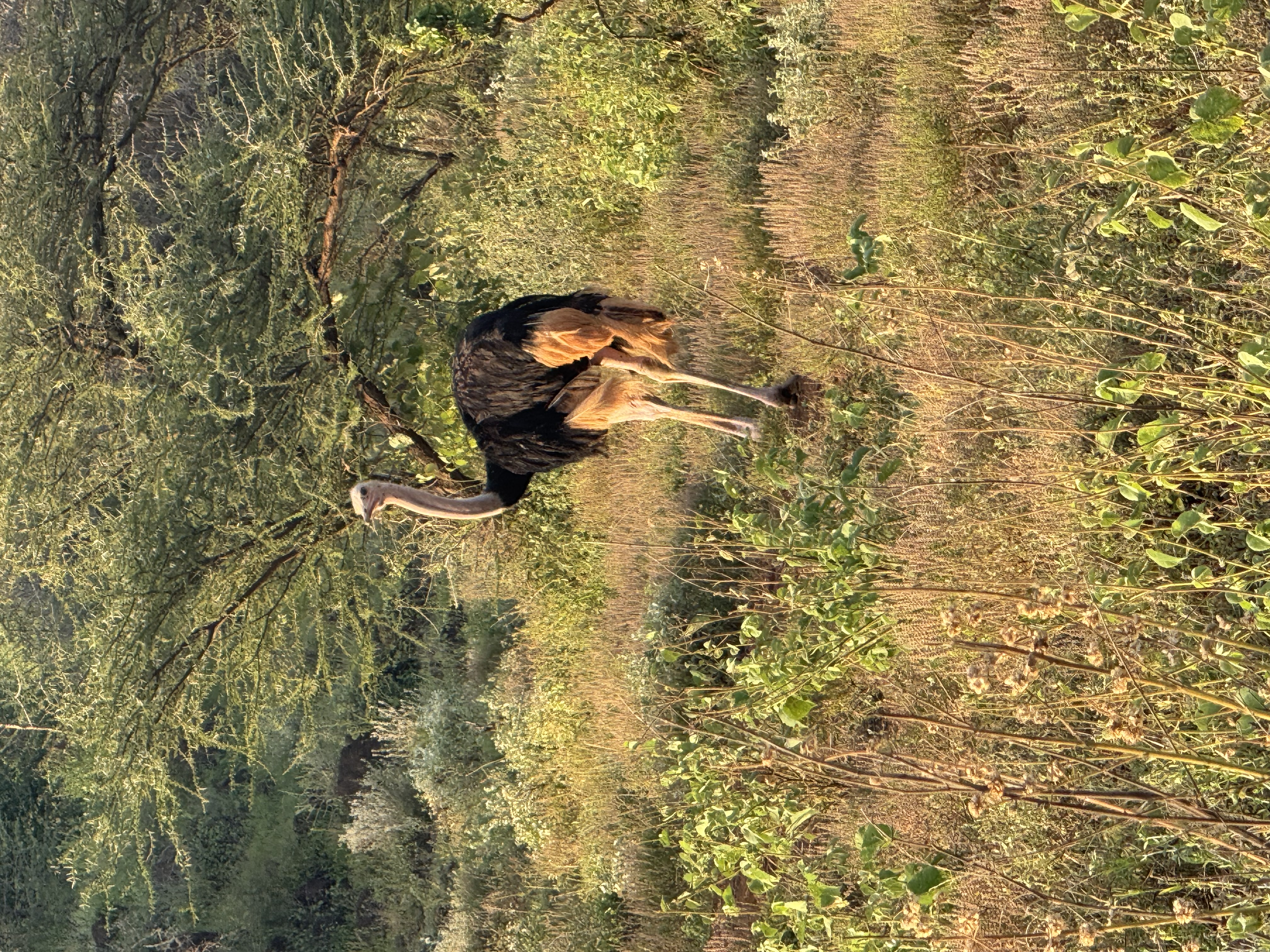 Mombasa Safari