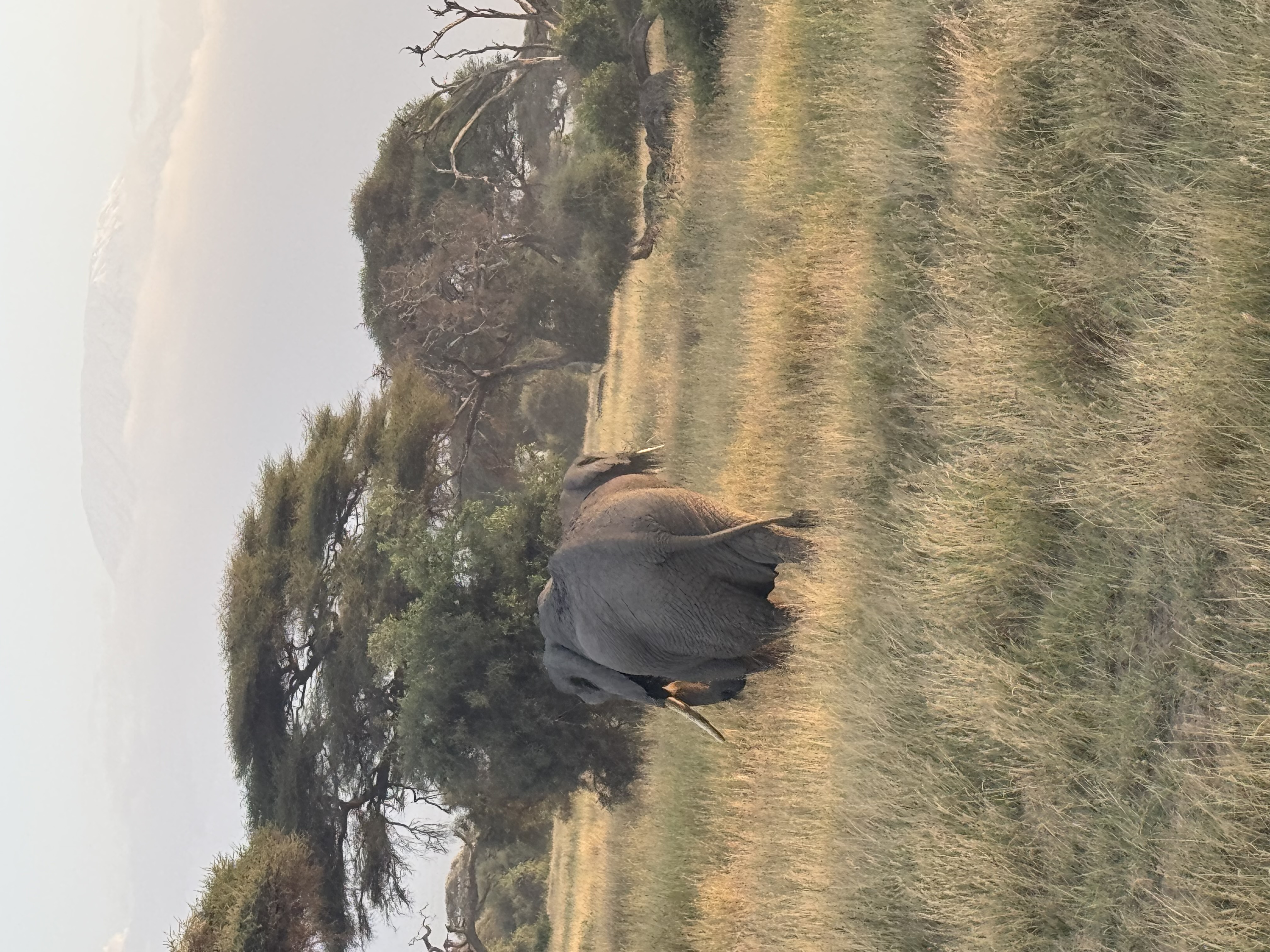 Tanzania Safari