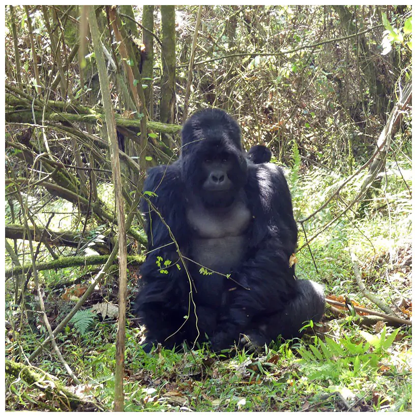 Uganda Safari