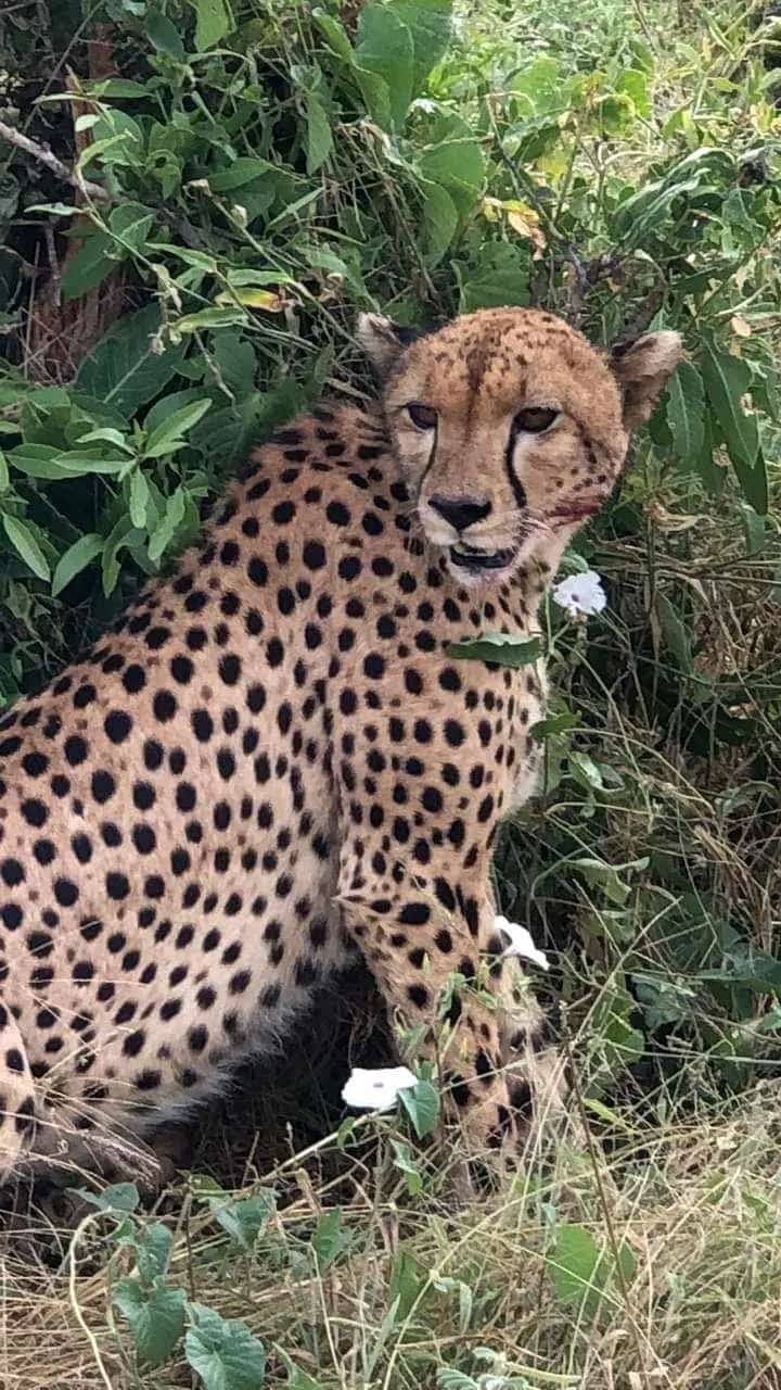AJM Tours & Safaris - Masai mara Safari