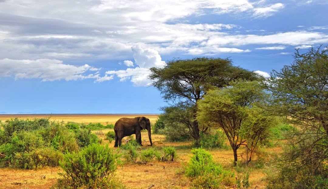 Mombasa Safari