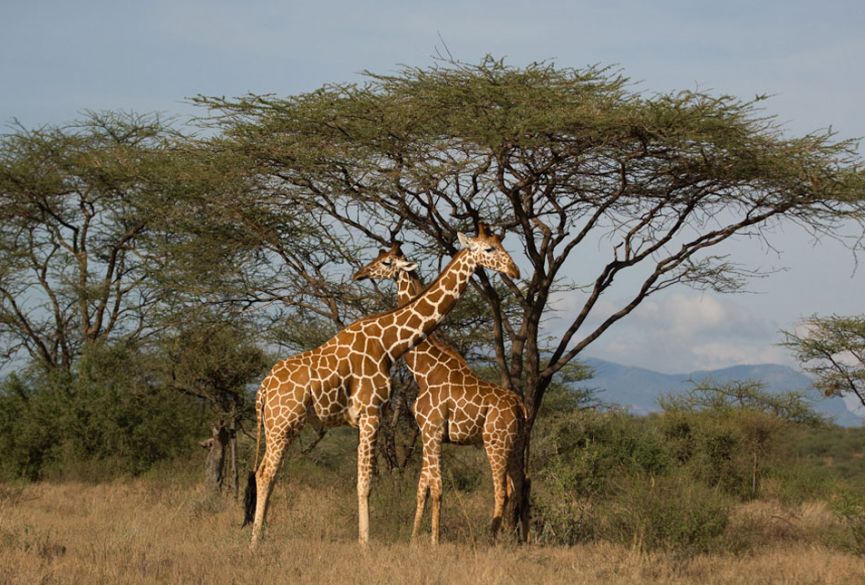 Nairobi Safari