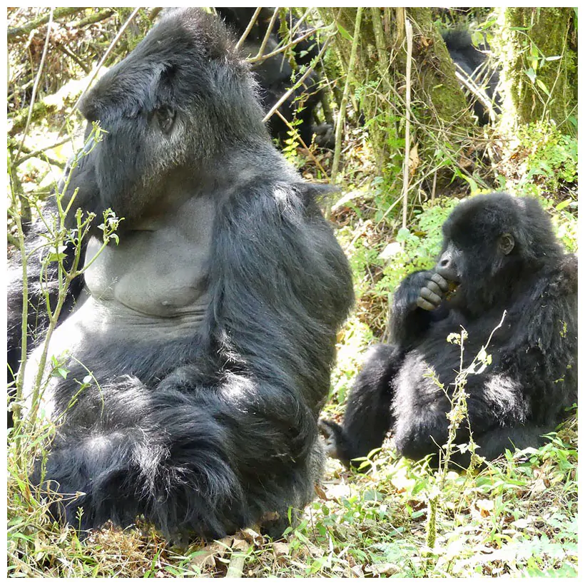 AJM Tours & Safaris - Uganda