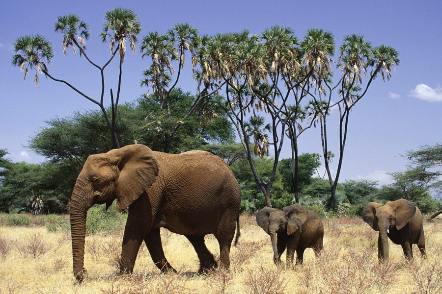 Samburu National Park