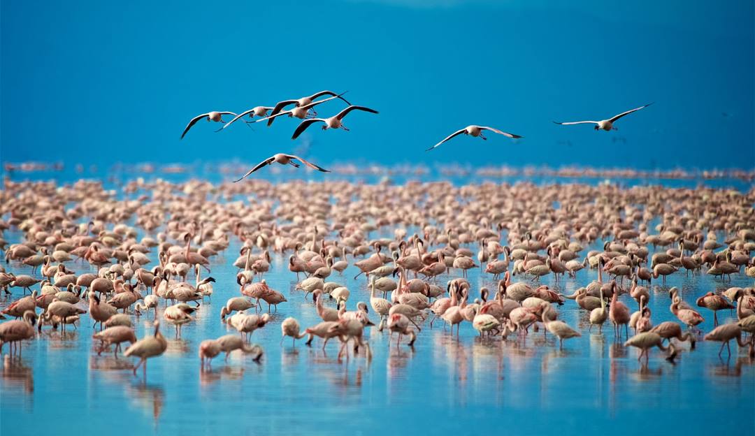 Lake Manyara national park