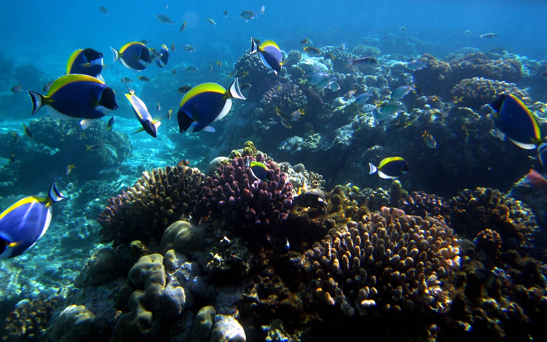 Mombasa Marine National Park