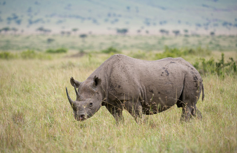 Tsavo West National Park