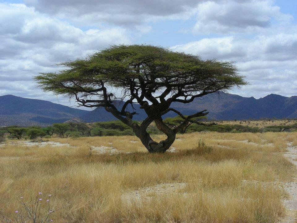 Shaba National Reserve