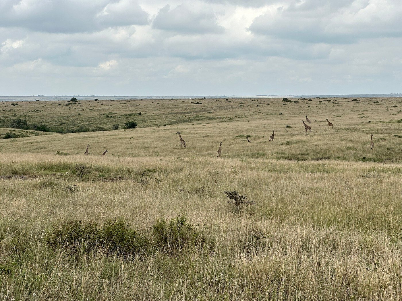 Nairobi National park