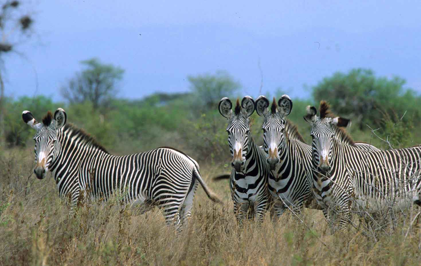 Meru National Park