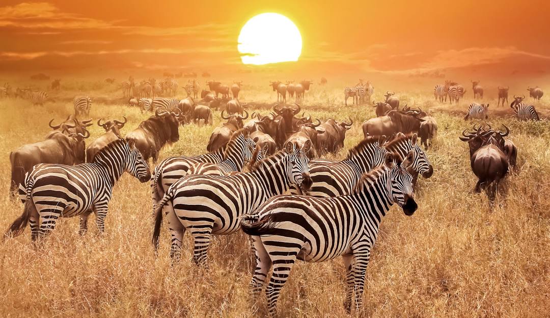 14 DAYS KENYA & TANZANIA SAFARI EAST AFRICA’S GREATEST PARKS