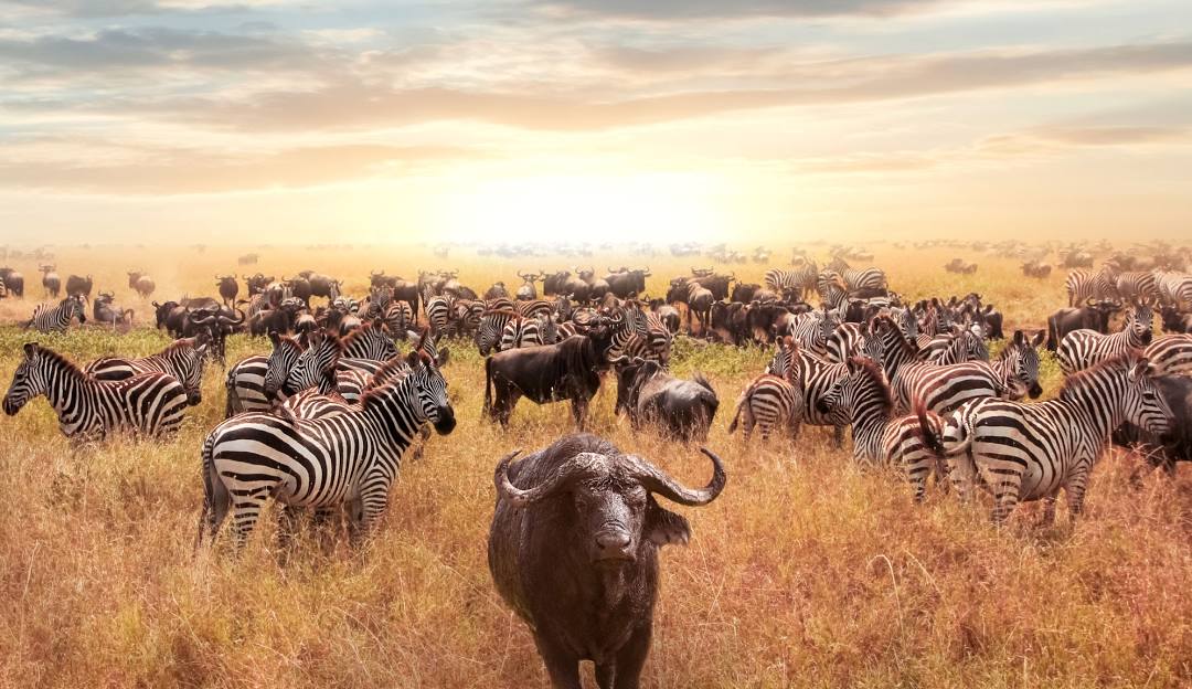 5 Day Tanzania Ultimate Wildlife Adventure