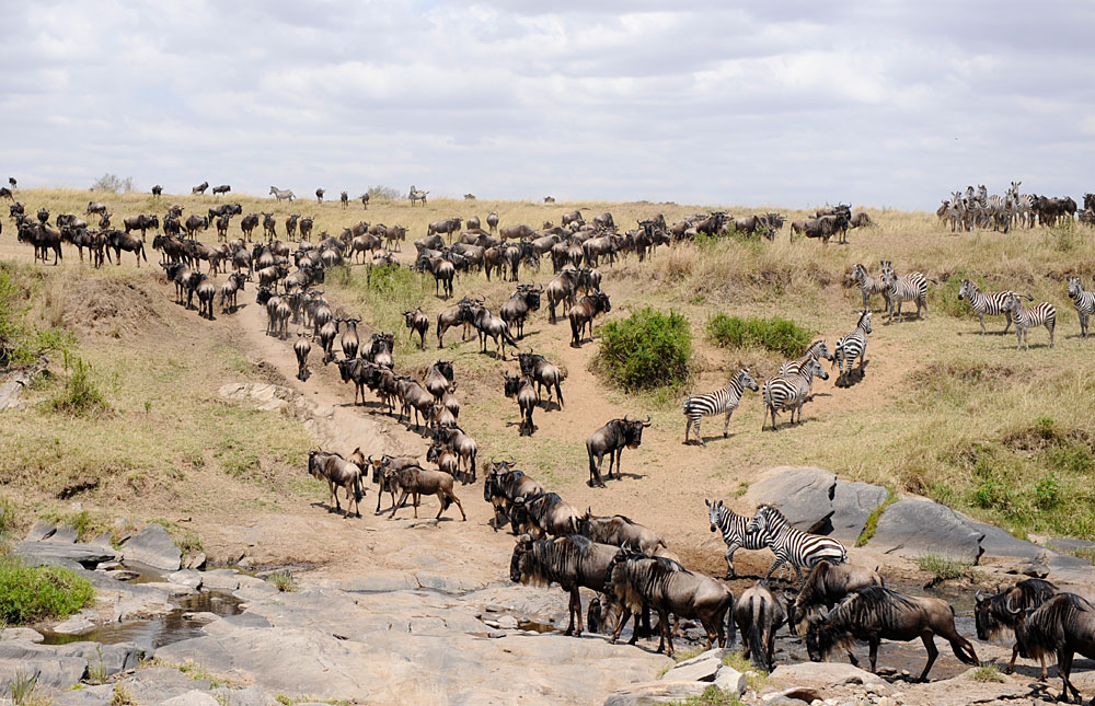 6-Day Masai Mara & Diani Beach Economical Private Safari