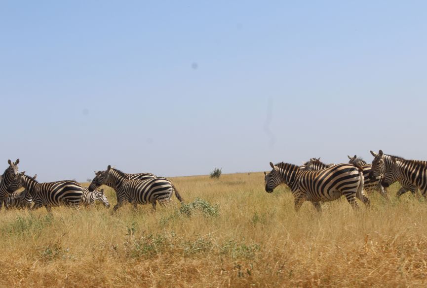 2 Day Safari to Tsavo East and Tsavo West National Park from kilifi , Kenya