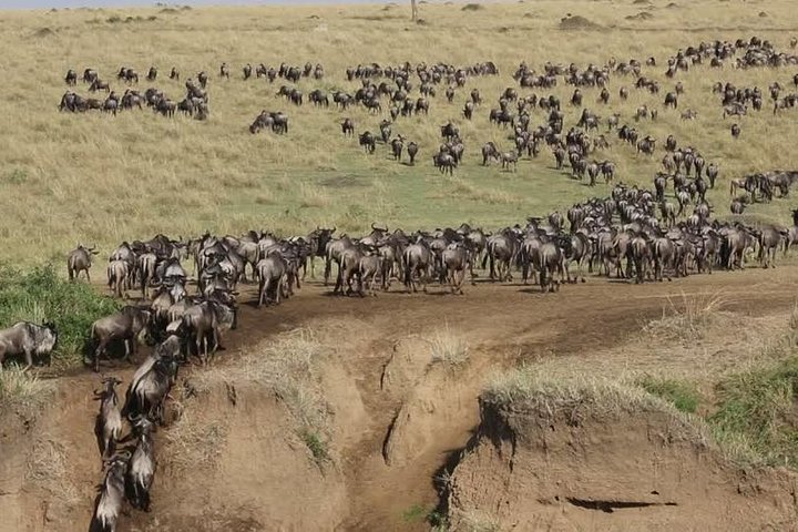 AJM Tours & Safaris - 7 Days Tanzania Migration Safari