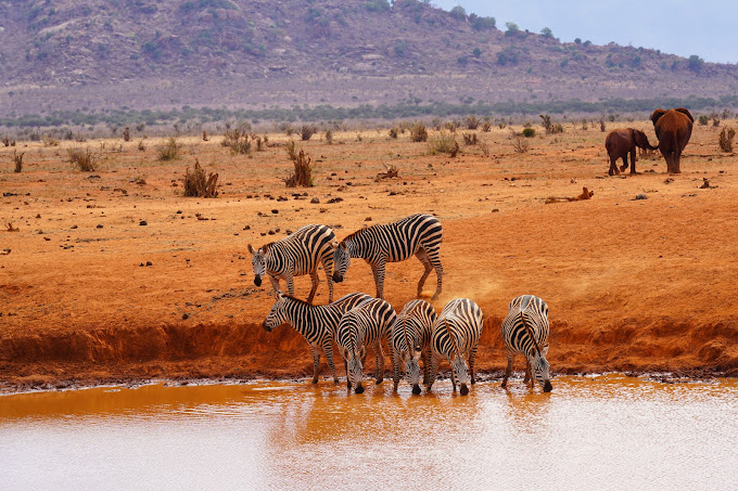 3 Day Safari to Tsavo West and Amboseli from Mombasa, Kenya