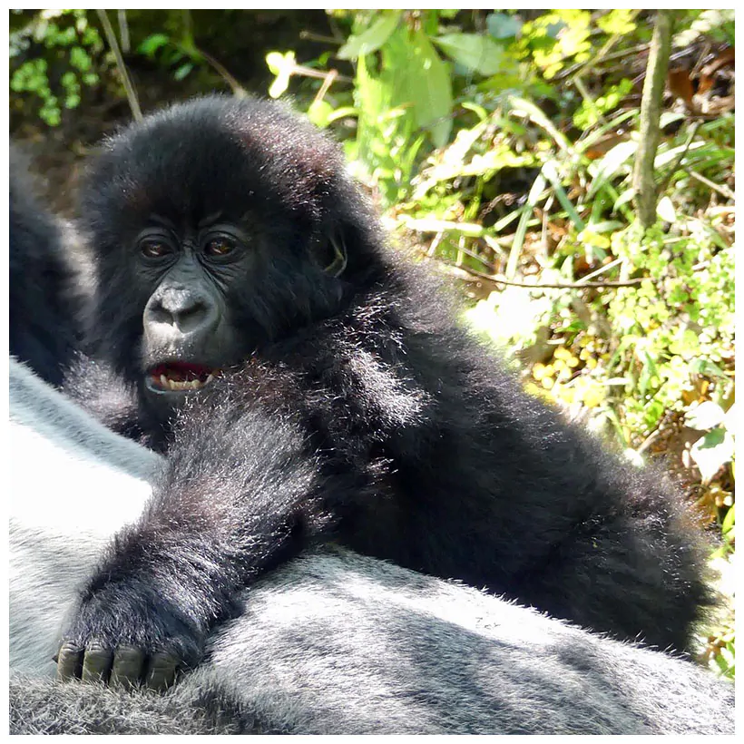 AJM Tours & Safaris - 4-Day Gorilla Trekking in Uganda – Discover the Wild Majesty of Bwindi