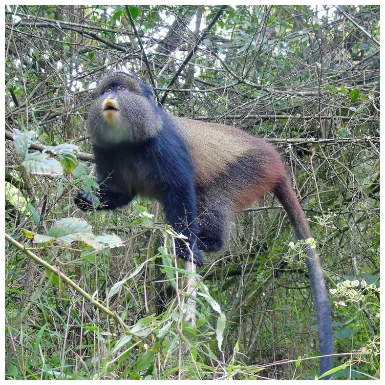 AJM Tours & Safaris - 7 Days, 6 Nights – Uganda Gorilla & Game Safari
