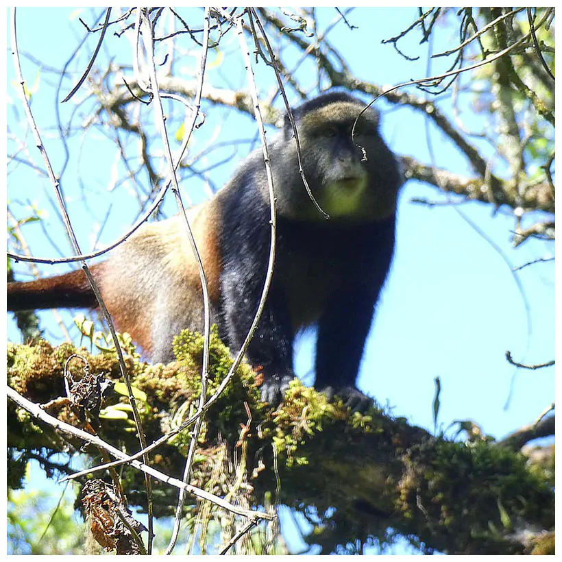 AJM Tours & Safaris - 5-Day Rwanda & Uganda Combo Gorilla Trek – Two Countries, One Incredible Adventure