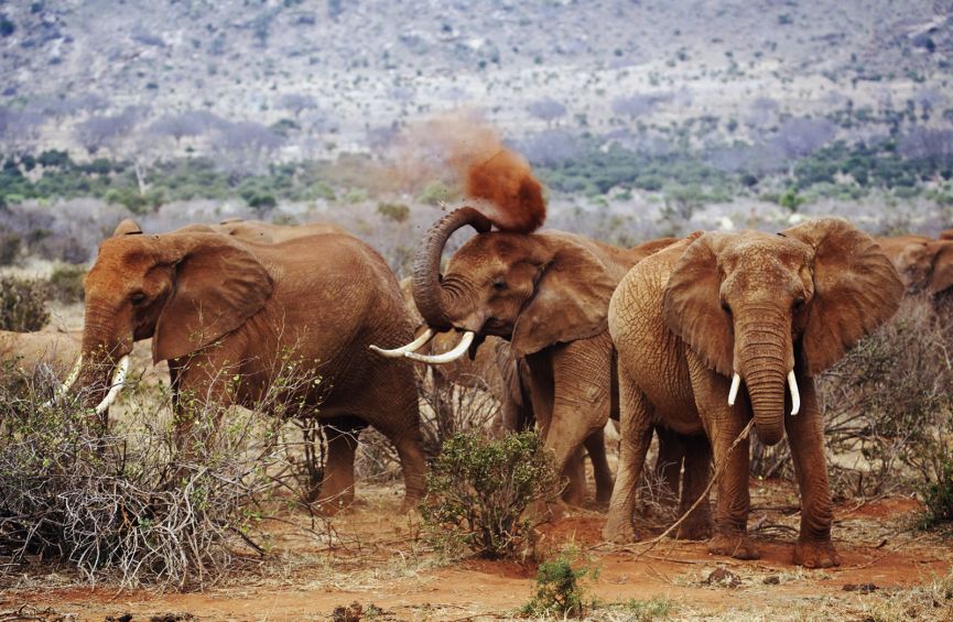 3 Day Safari to Tsavo East and Amboseli from Diani /Mombasa, Kenya