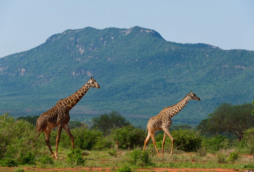 3 Day Safari to Tsavo West and Amboseli National Park from Watamu /Malindi, Kenya