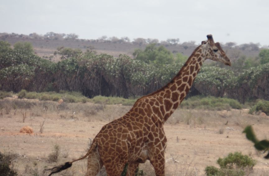 2 Day Safari to Tsavo East and Saltlick from Diani / Mombasa, Kenya