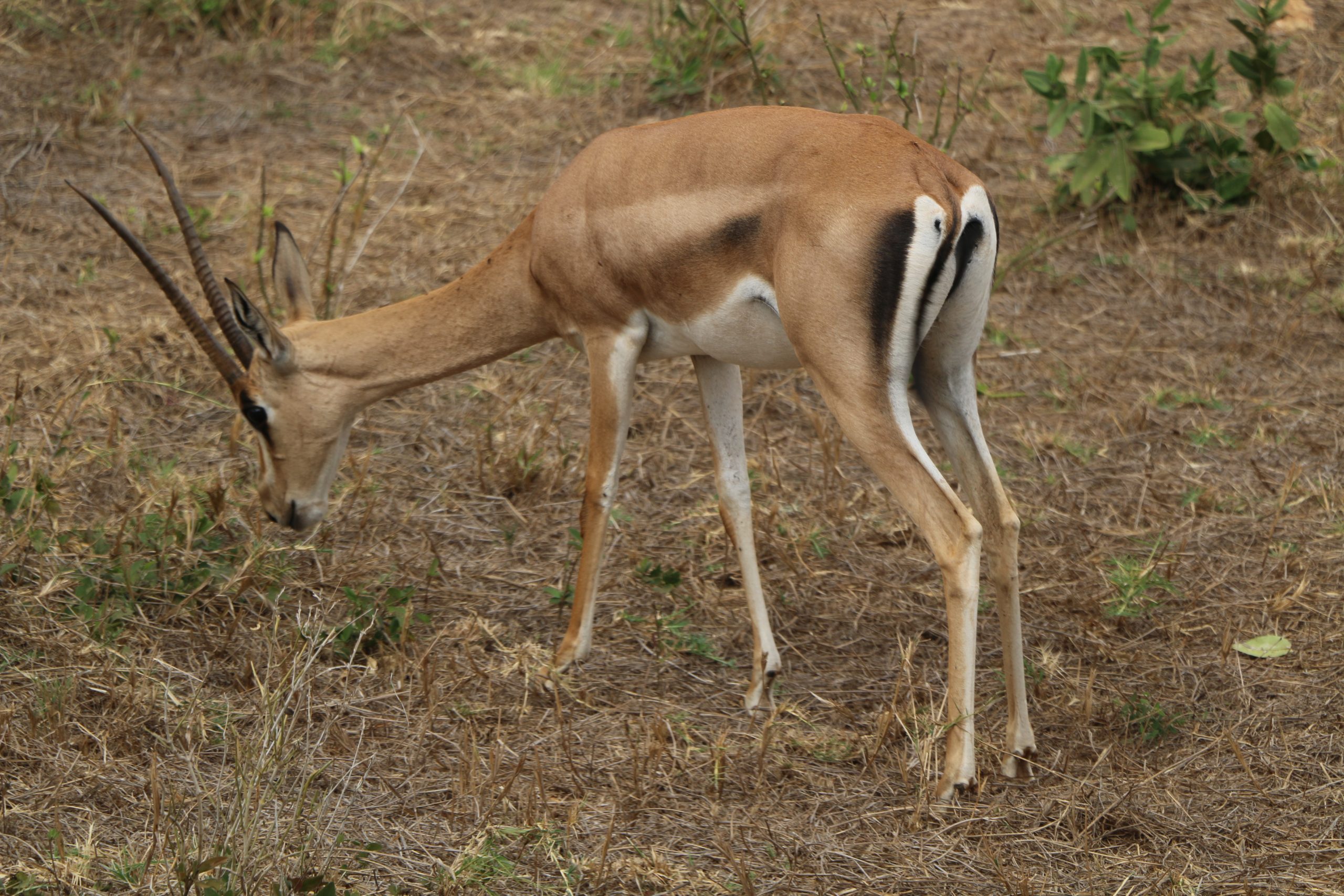 2 Day Safari to Tsavo East National Park from Diani / Mombasa, Kenya