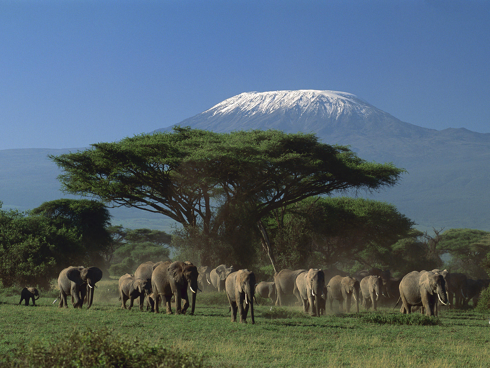 3 day Safari to Tsavo East and Amboseli from Malindi , Kenya