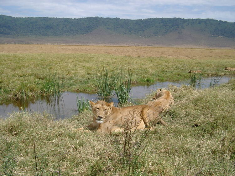 3 Day Safari to Tsavo East and Amboseli from Mombasa, Kenya