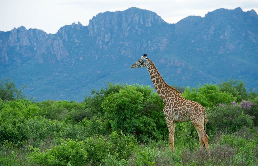 3 Day Safari to Tsavo East and Tsavo West from  Malindi, Kenya