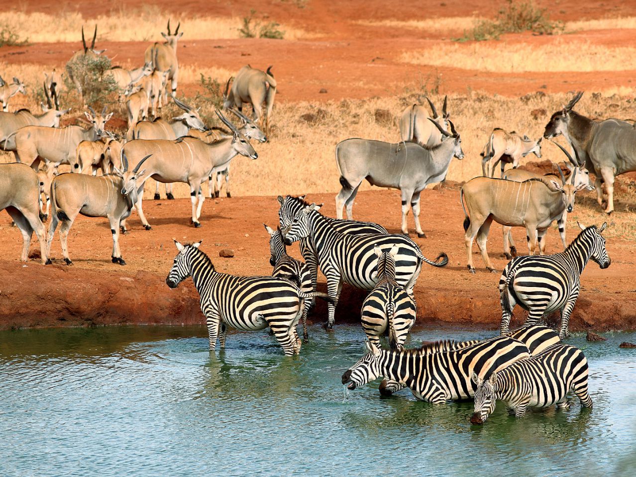 1 Day Safari to Tsavo East National Park from Malindi , Kenya