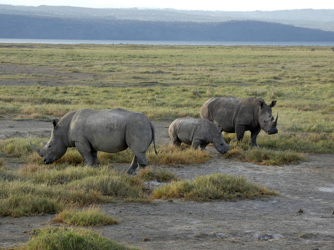 2 Day Lake Nakuru Road Safari from Nairobi, Kenya