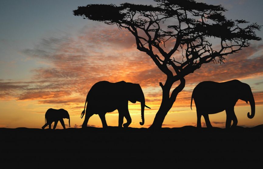 3 Day Safari to Tsavo West and Amboseli from kilifi, Kenya