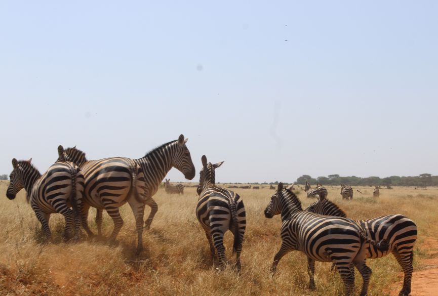 1 Day Safari to Tsavo East National Park from Watamu / Malindi, Kenya