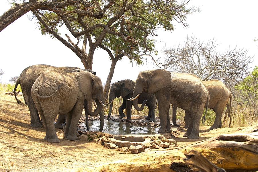 4 Day Safari to Tsavo East, Amboseli and Tsavo West From kilifi, Kenya