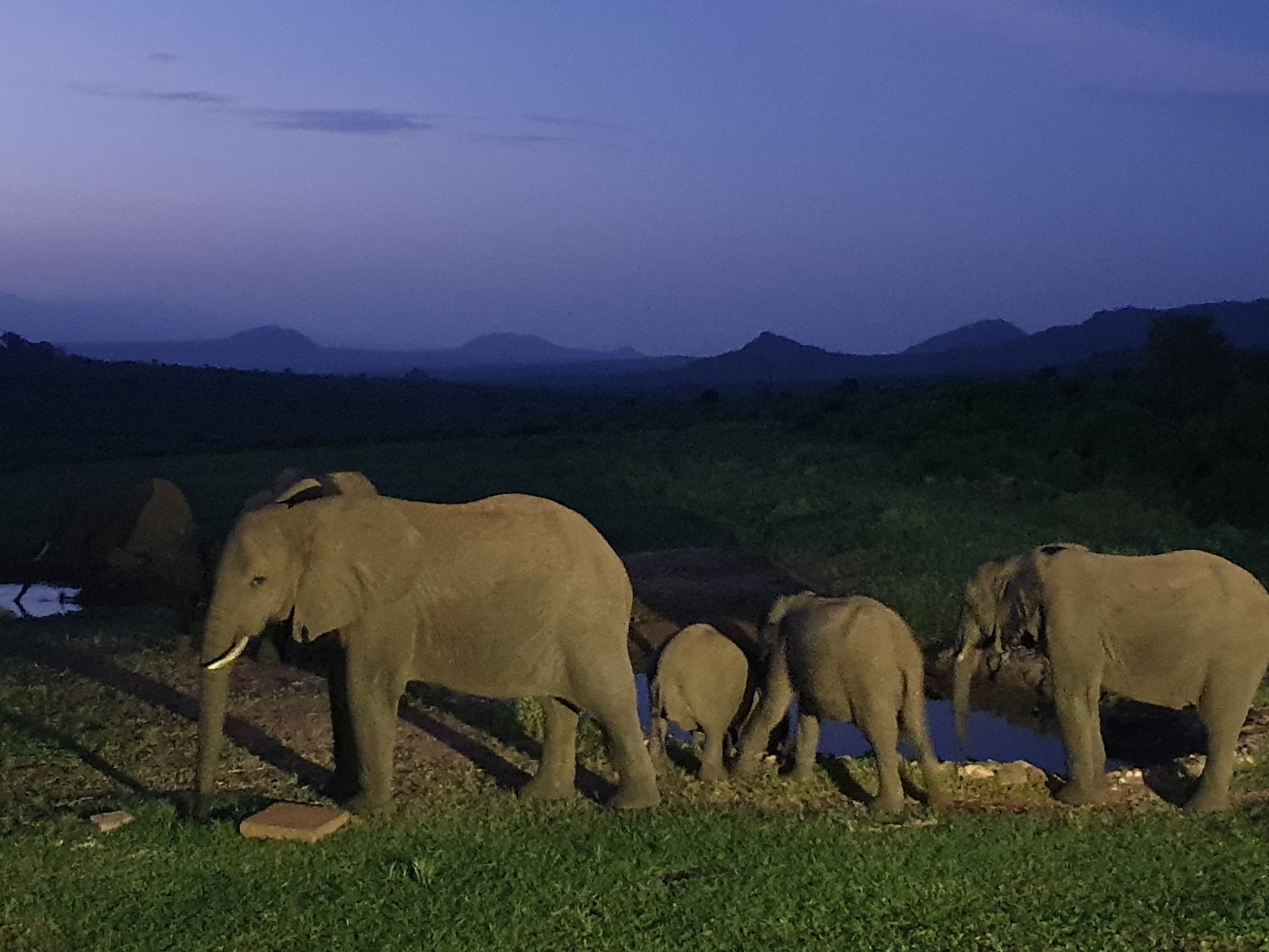AJM Tours & Safaris - 6-Day Tanzania Safari- Explore the wild Heart of Africa