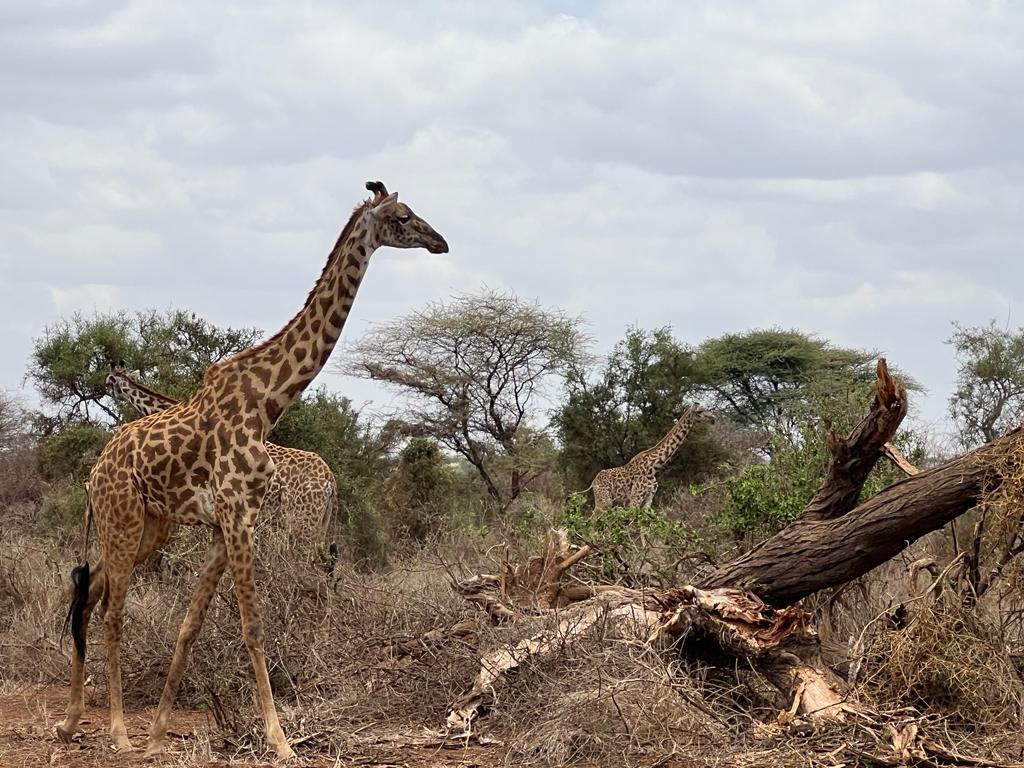 3 Day Safari to Tsavo East and Tsavo West from kilifi, Kenya