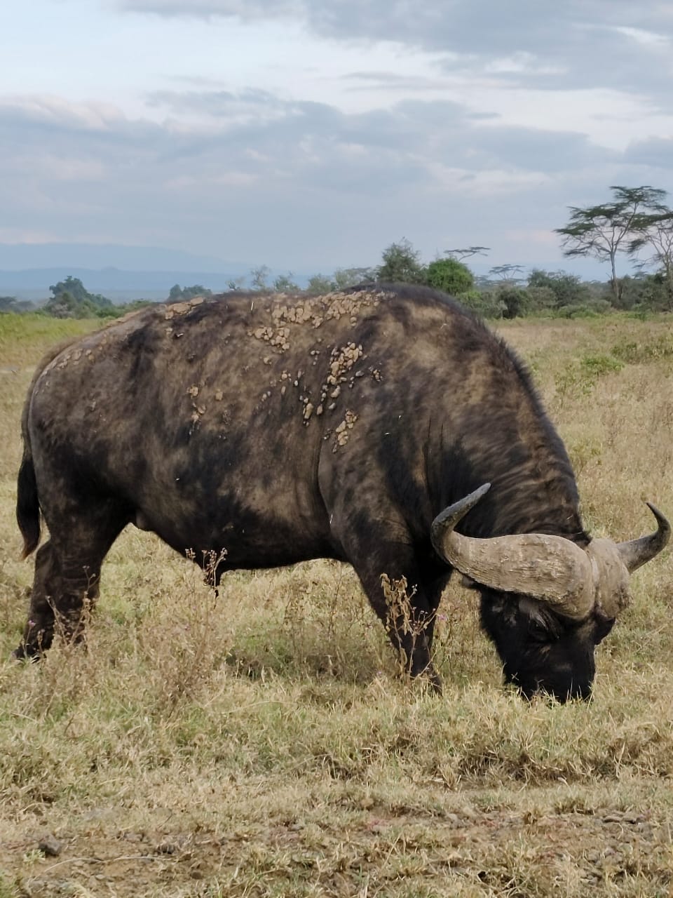 AJM Tours & Safaris - 11-DAY GORILLA & CHIMPANZEE TREKS & SAFARI TOUR
