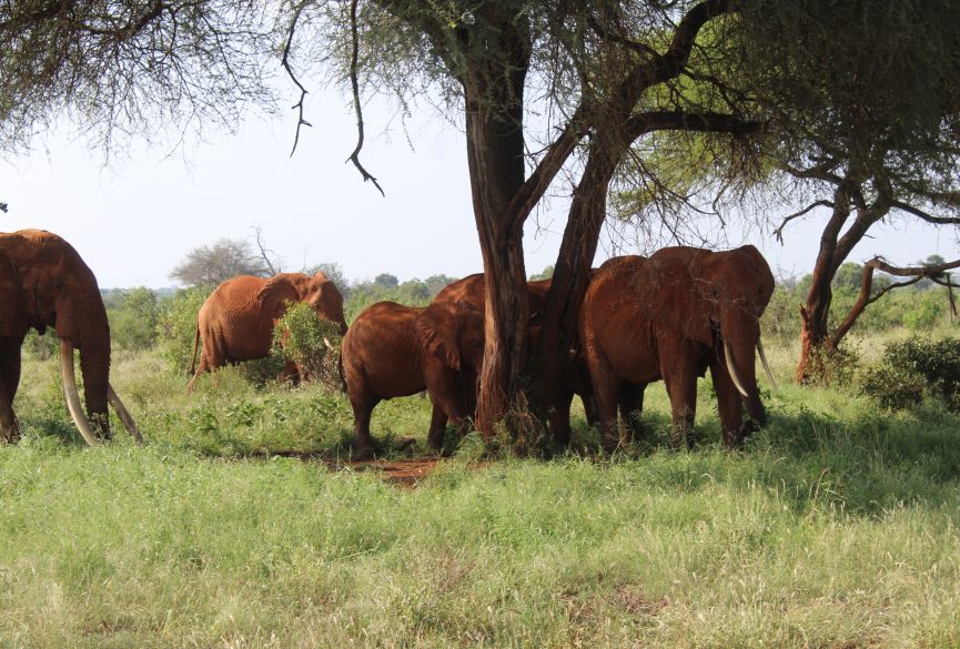 3 Day Safari to Tsavo East and Tsavo West from Mombasa, Kenya