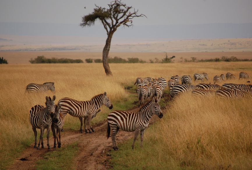 2 Day Maasai Mara Air Safari from Watamu / Malindi