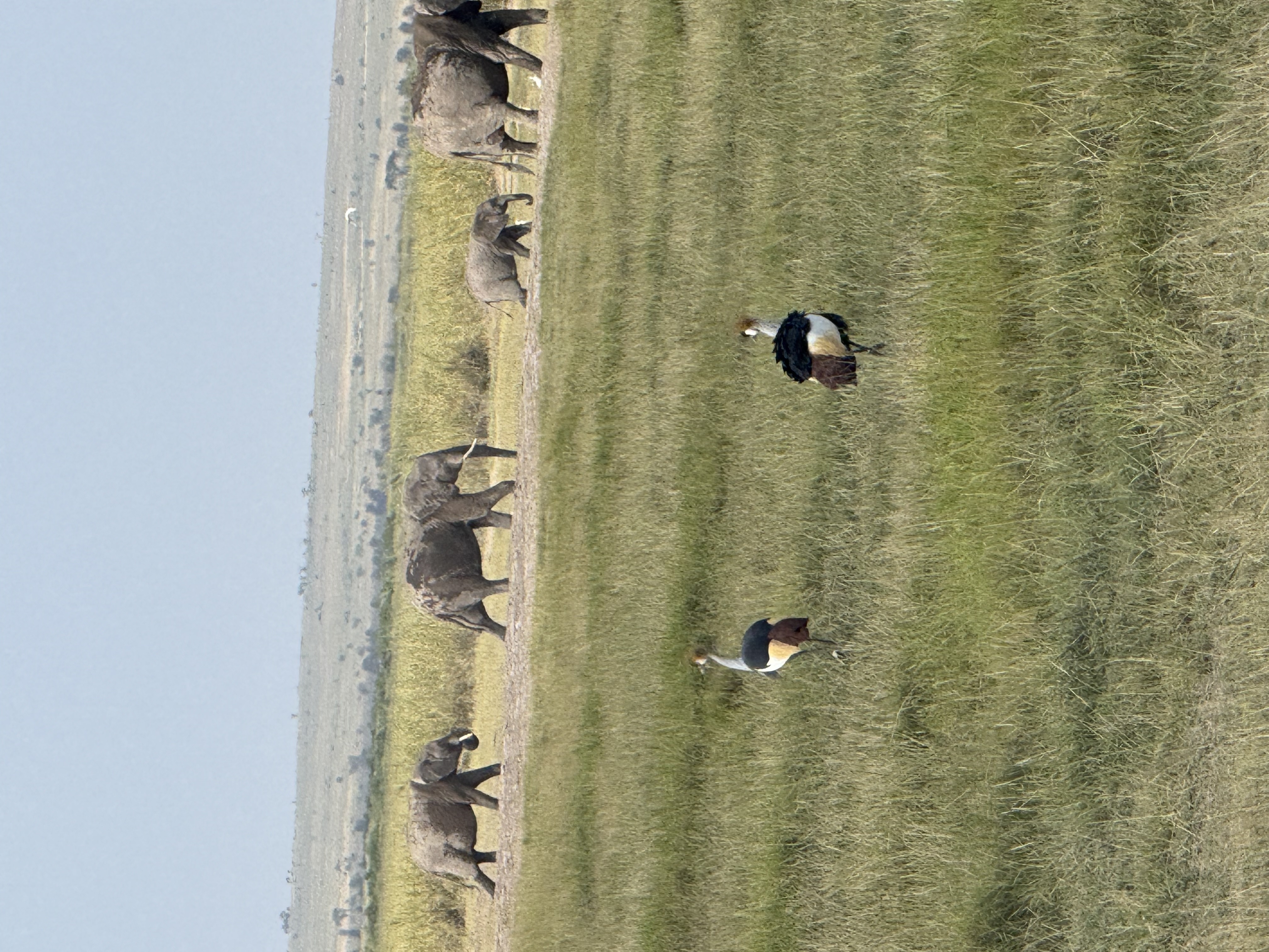 AJM Tours & Safaris - 5 Day Tanzania Ultimate Wildlife Adventure