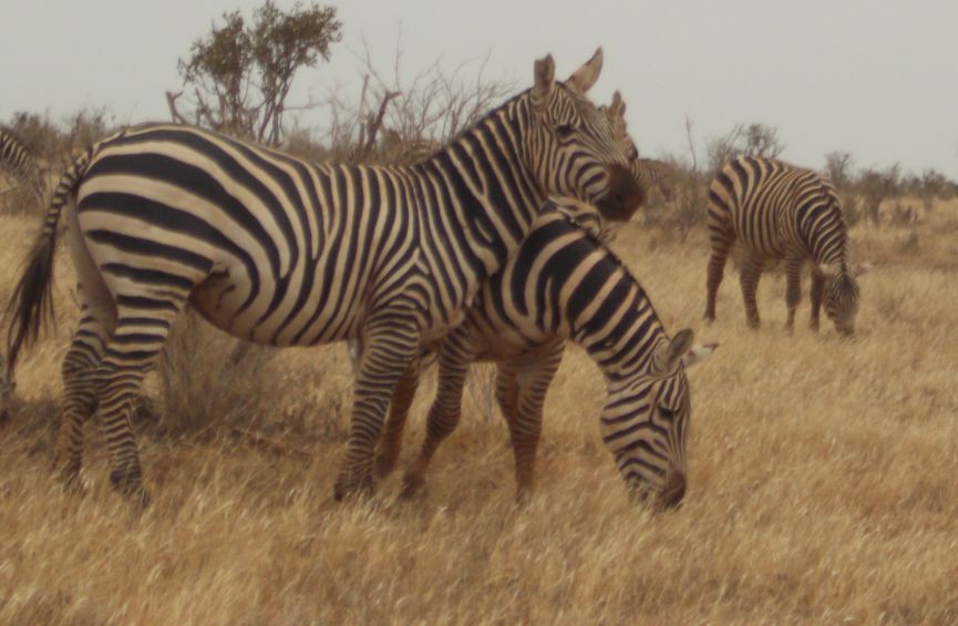 3 Day Safari to Tsavo West and Amboseli from Diani / Mombasa, Kenya