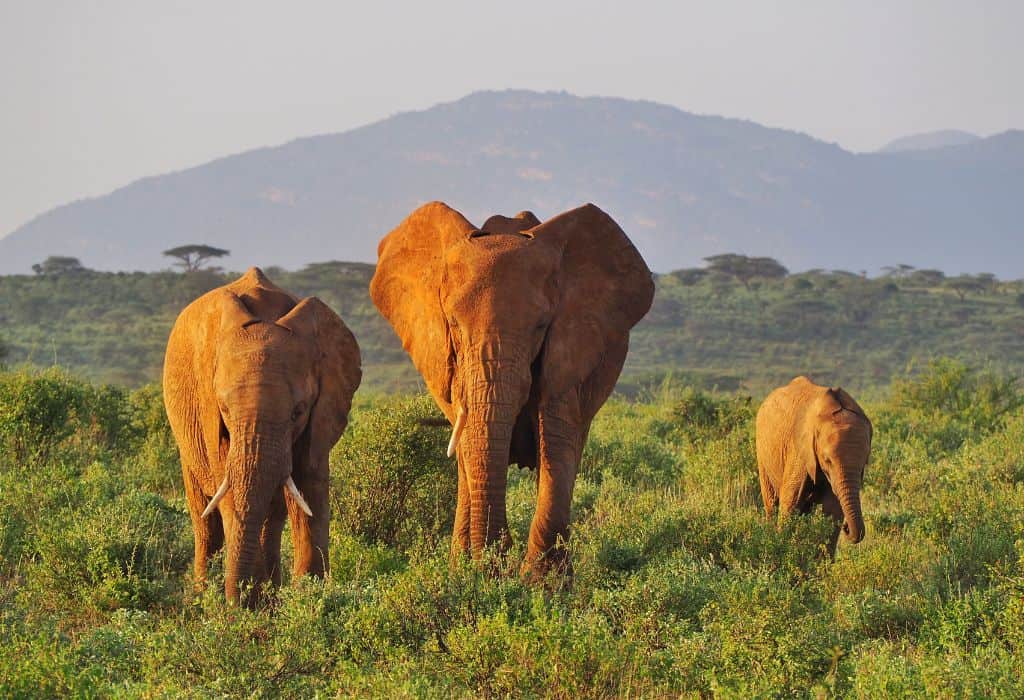 3 Day Samburu Road Safari from Nairobi, Kenya