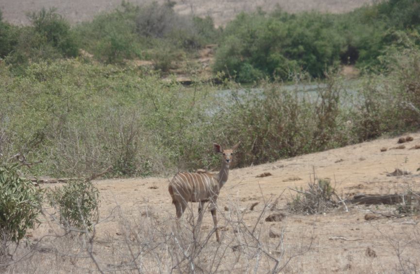 1 Day Safari to Tsavo East National Park from Diani / Mombasa, Kenya