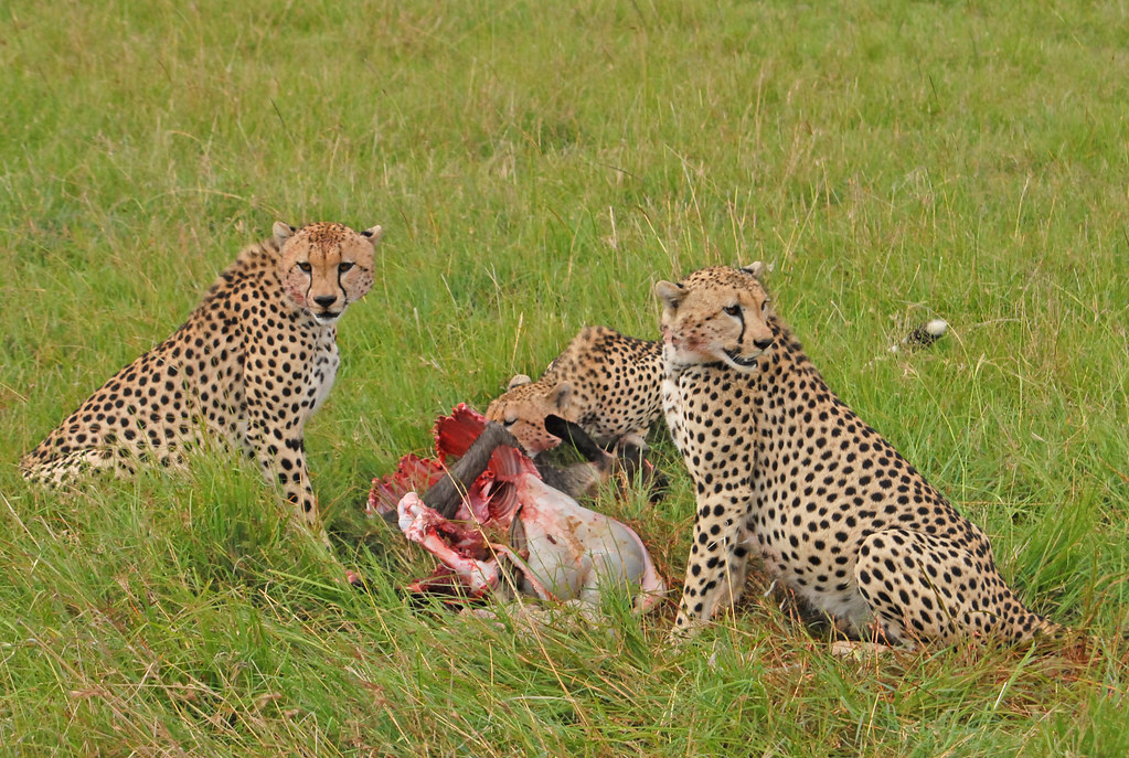 3 Day Maasai Mara Air Safari from Diani / Mombasa