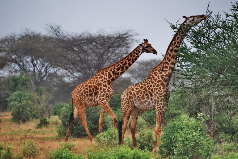 AJM Tours & Safaris - 5 Days Immersive Ndutu & Ngorongoro Safari